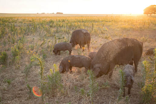 Pasture Raised Non-GMO Hogs